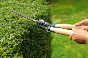 Best Garden Services in Pretoria | 012 004 1830